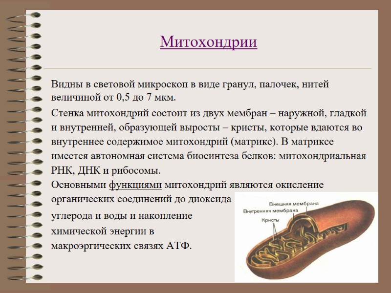 Митохондрии  Видны в световой микроскоп в виде гранул, палочек, нитей величиной от 0,5
